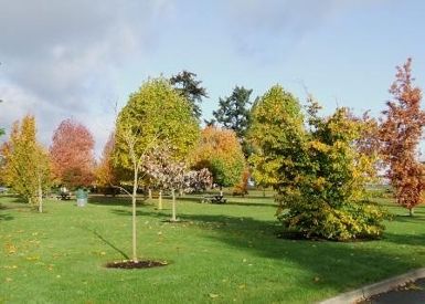 Arboretum